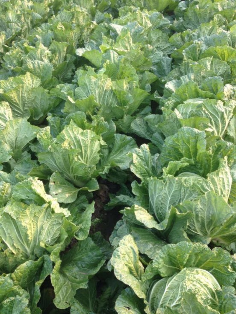 山东大白菜7斤以上毛菜