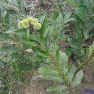 大红袍板栗苗50~80cm