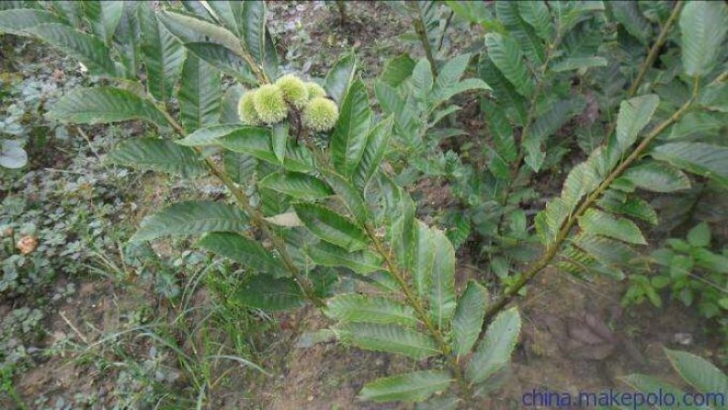 大红袍板栗苗50~80cm