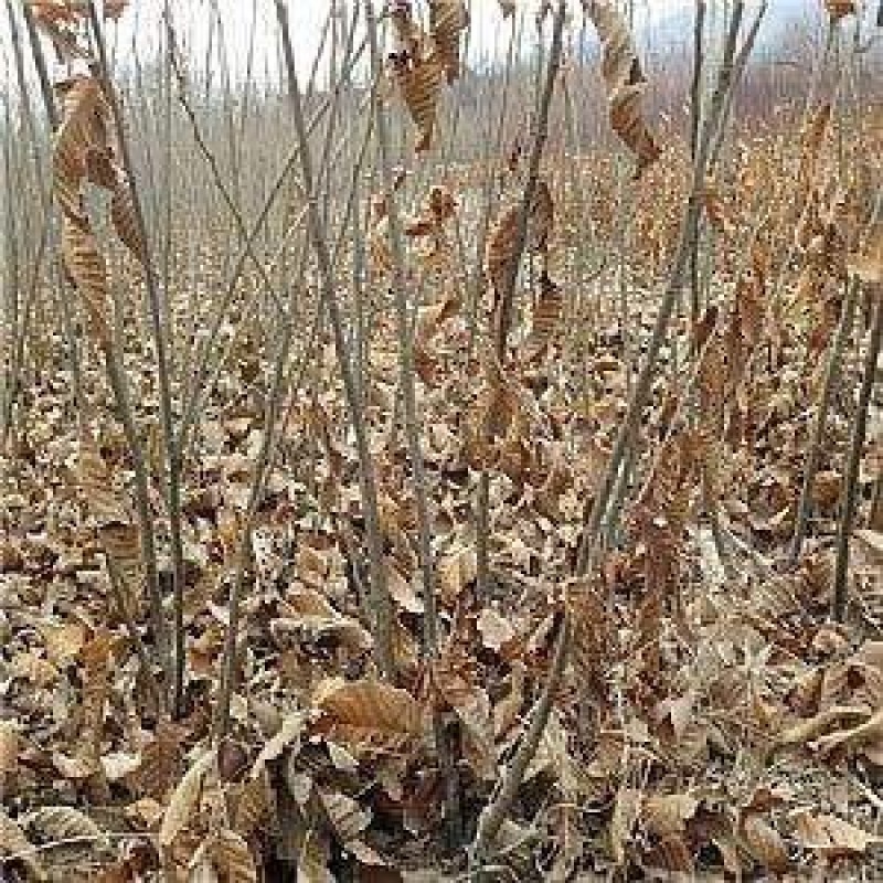 大红袍板栗苗50~80cm