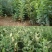 大红袍板栗苗50~80cm