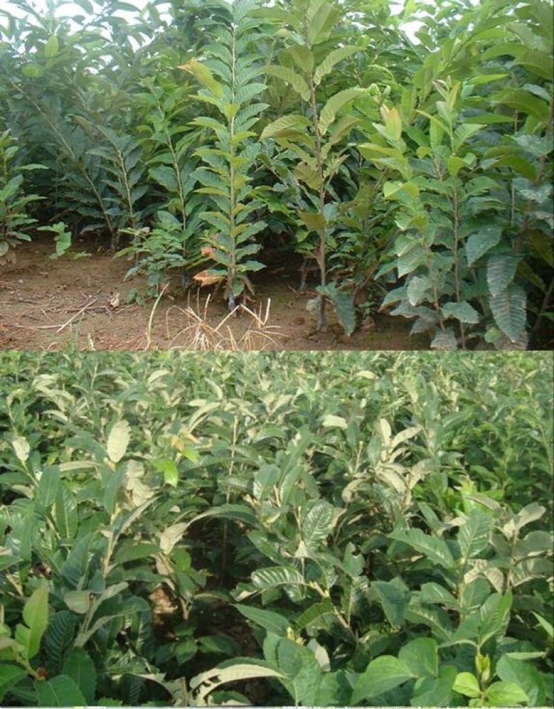 大红袍板栗苗50~80cm