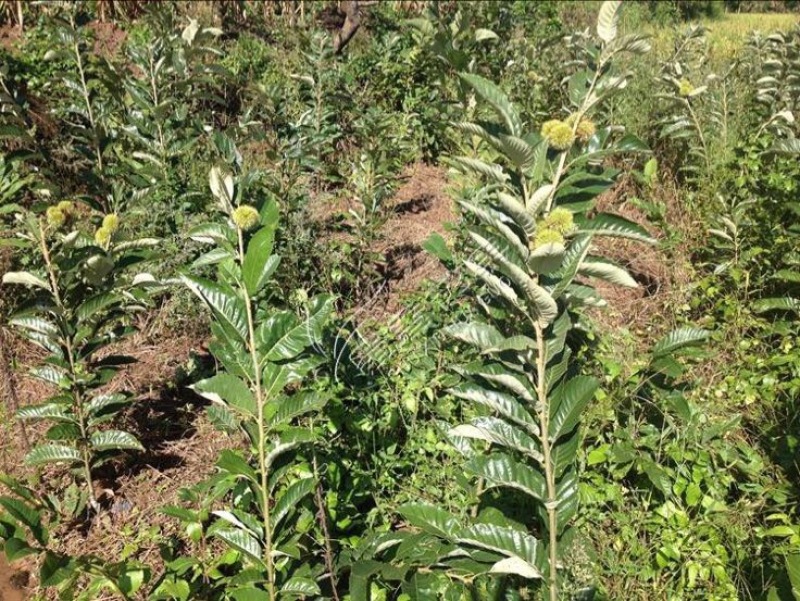 大红袍板栗苗50~80cm
