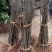 大红袍板栗苗50~80cm