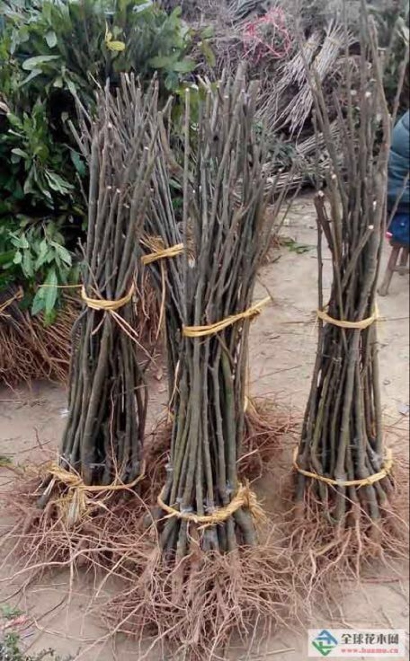 大红袍板栗苗50~80cm