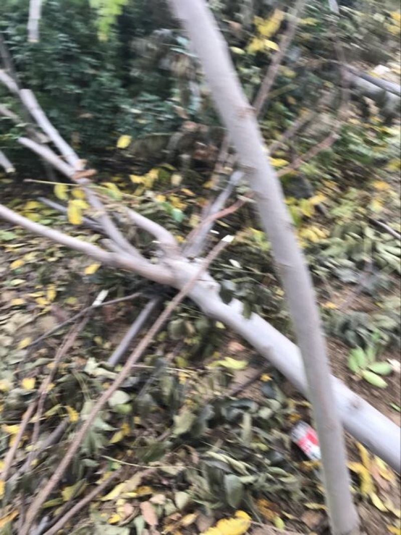 秋花栾树8~10cm18~20cm3.5~4米