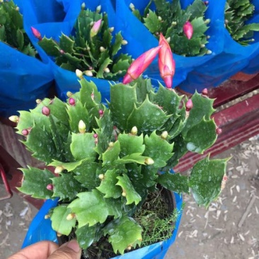 蟹爪兰