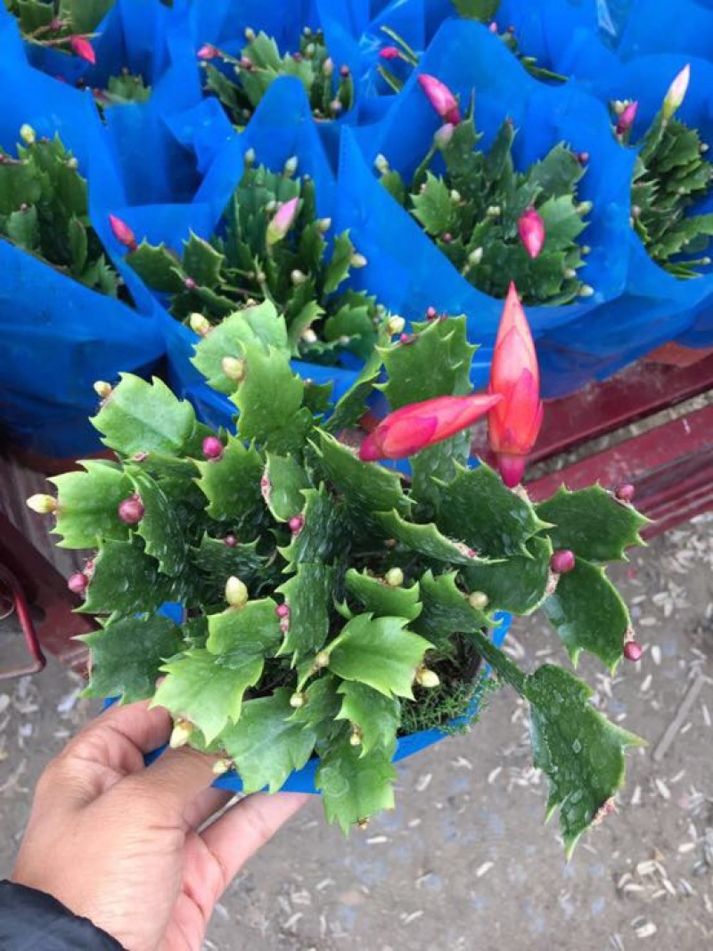 蟹爪兰