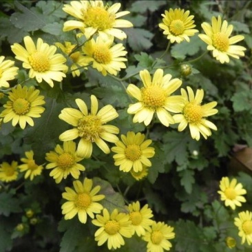 野菊花散装
