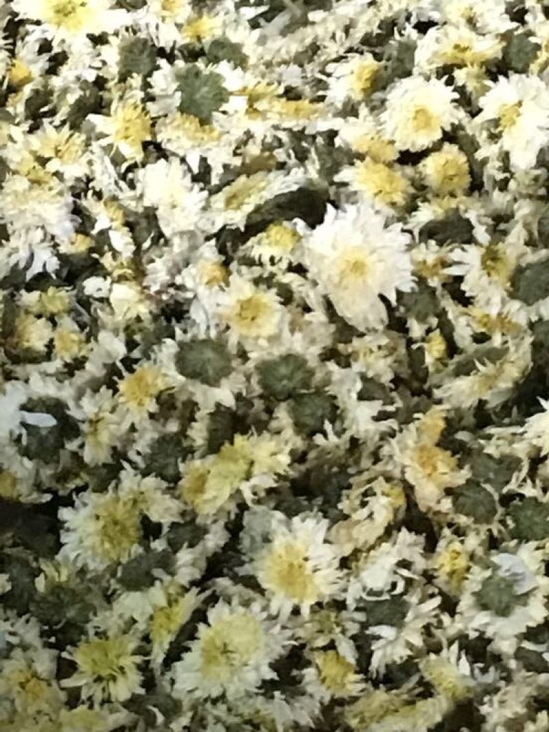 菊花茶一级