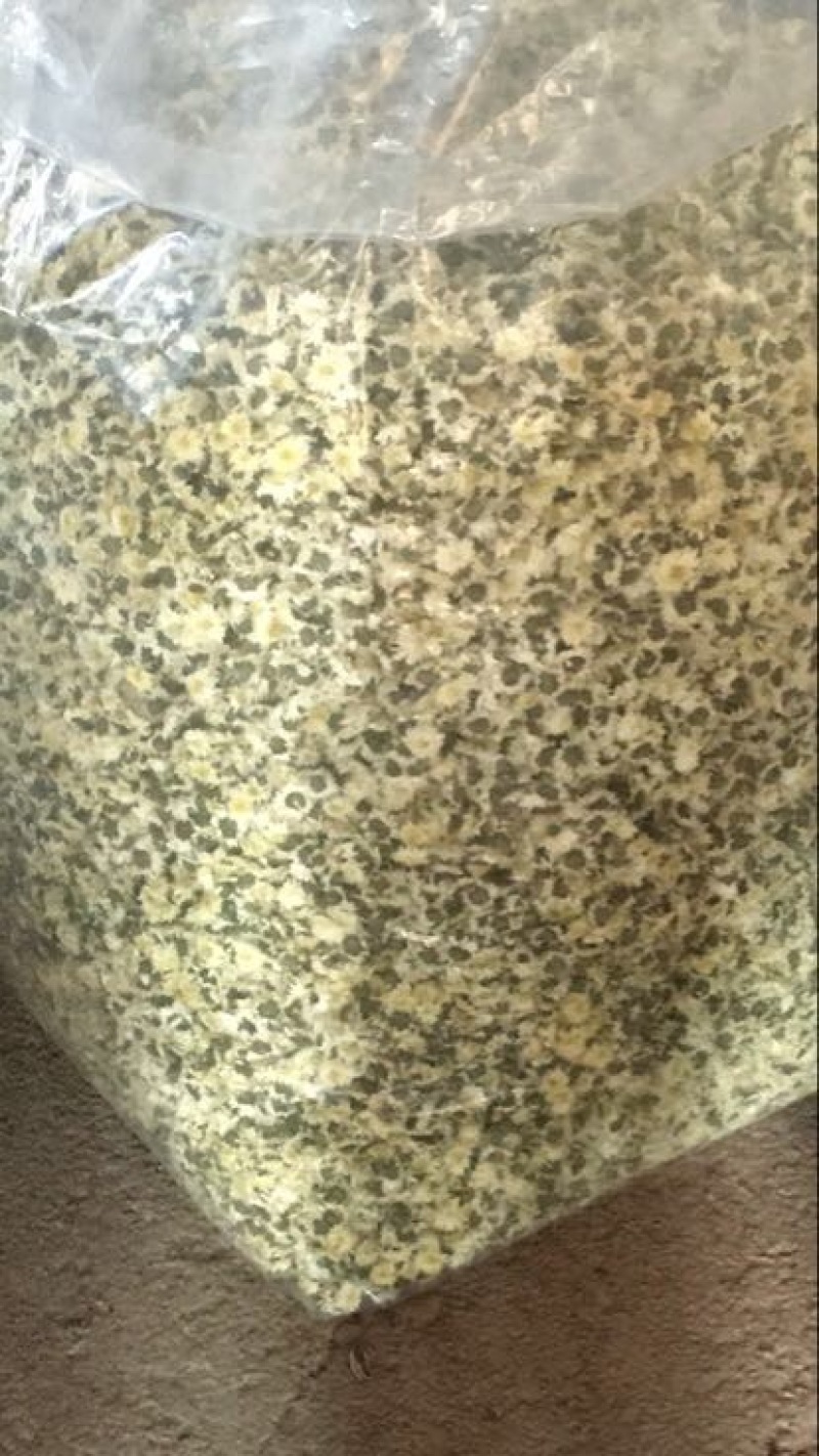 菊花茶一级