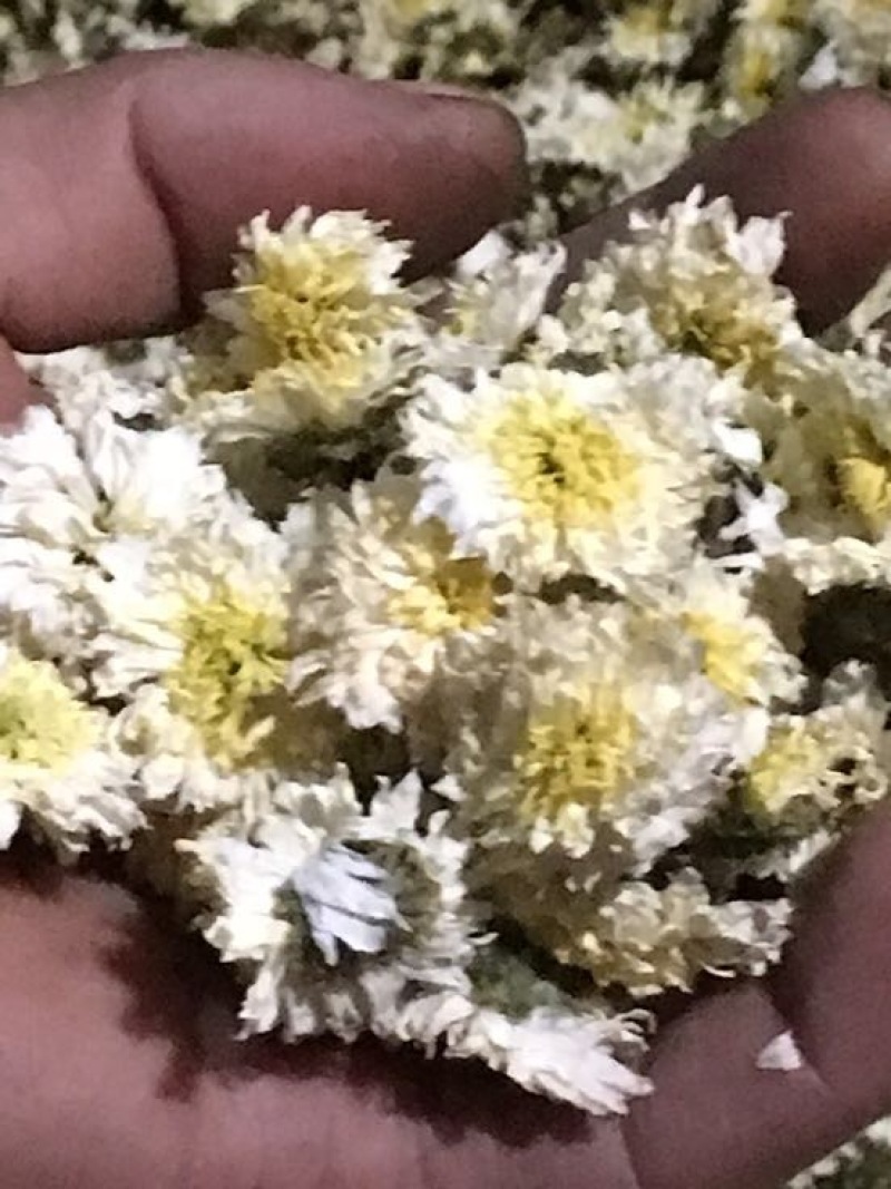 菊花茶一级
