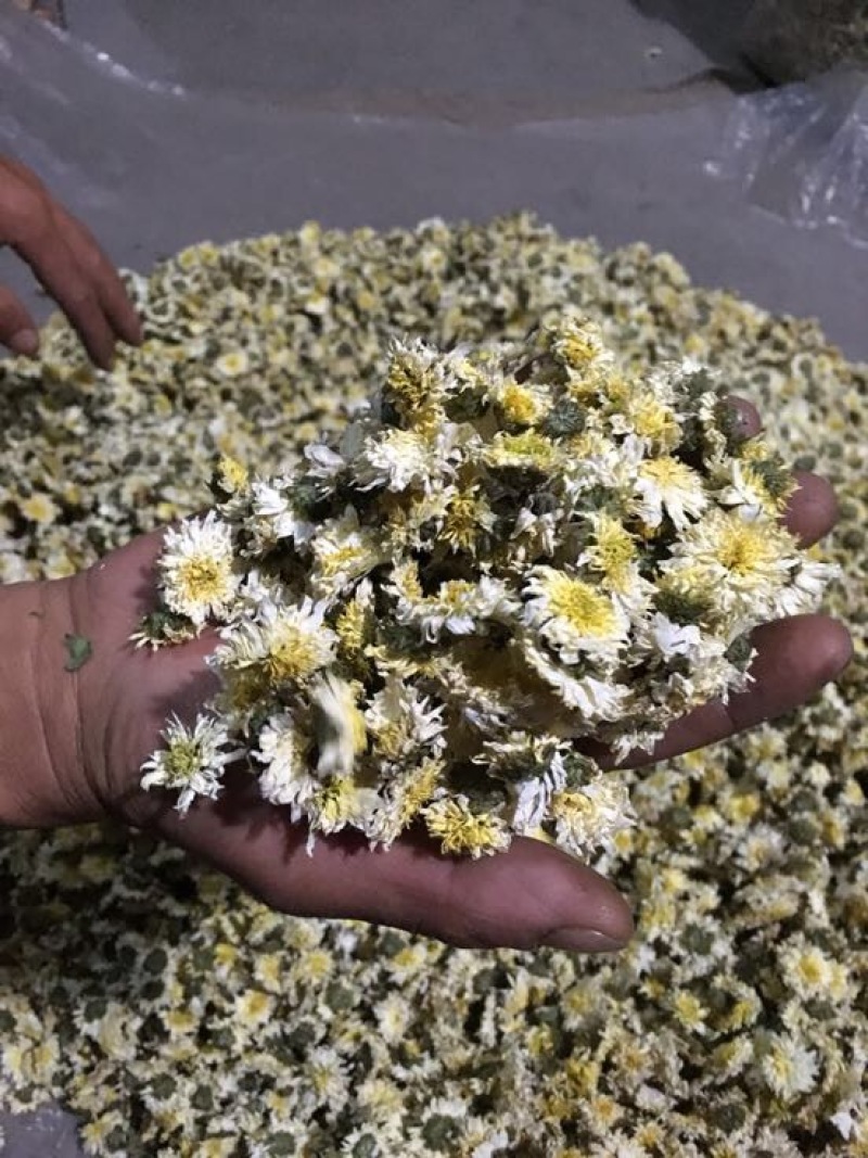 菊花茶特级