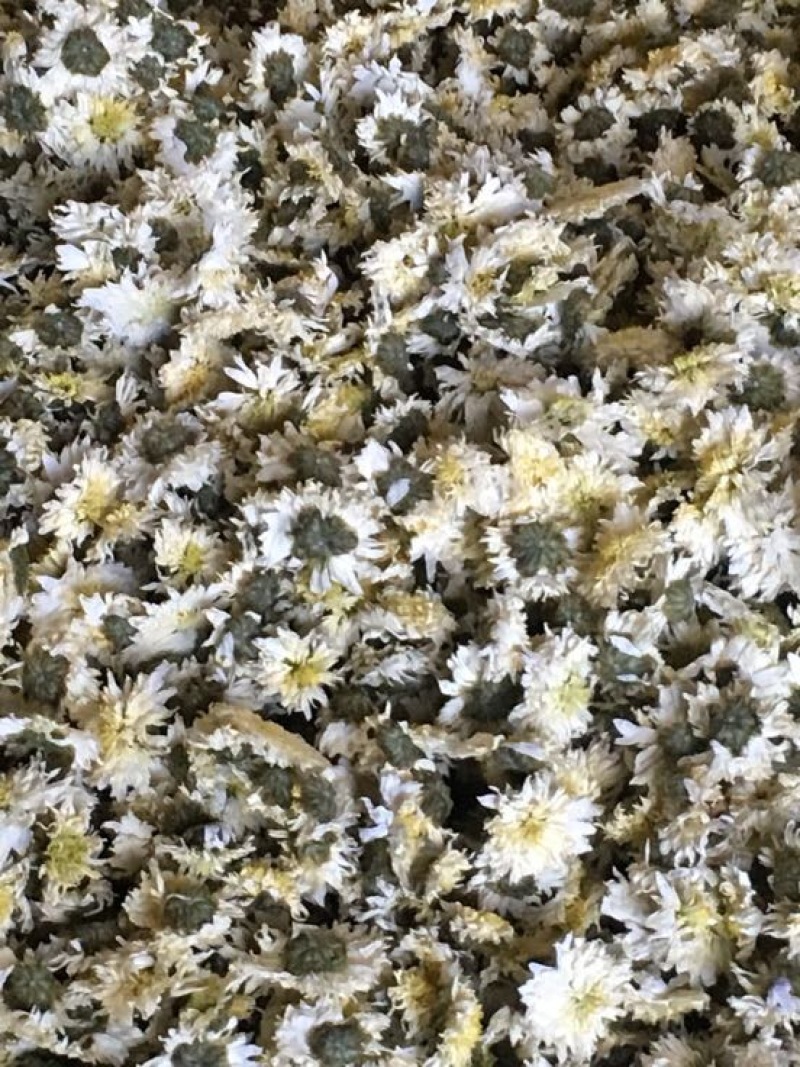 菊花茶特级