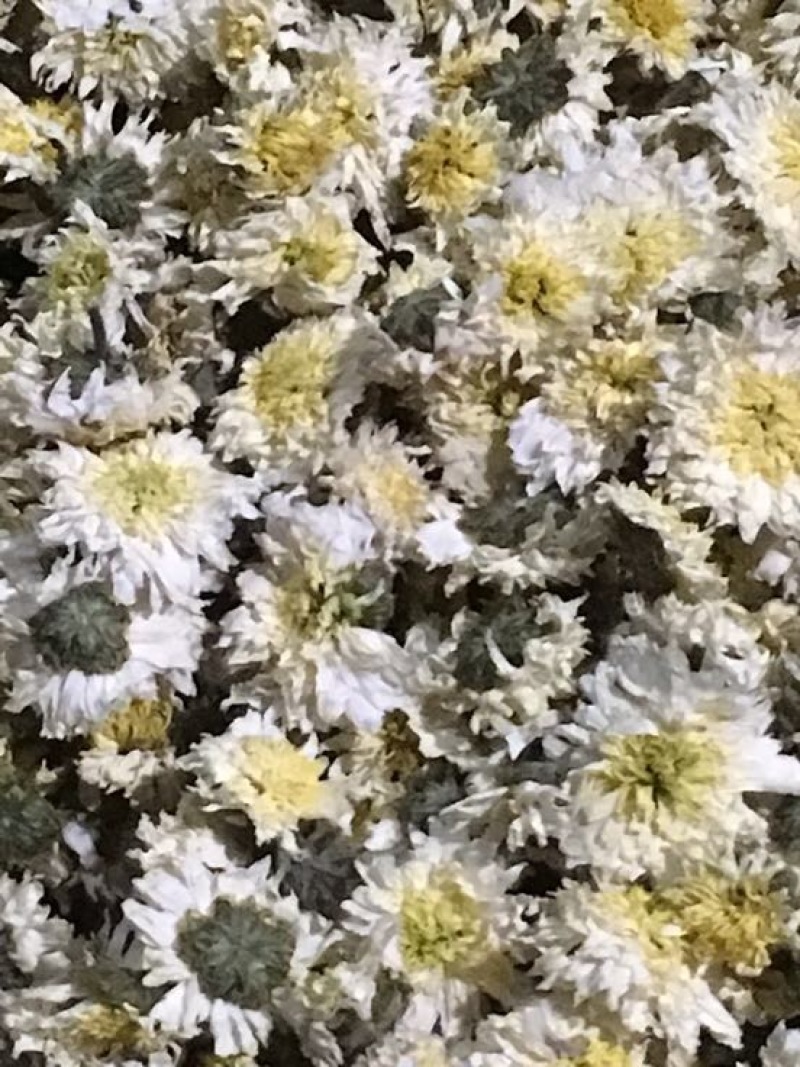 菊花茶特级