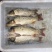 河鲤鱼7两食用