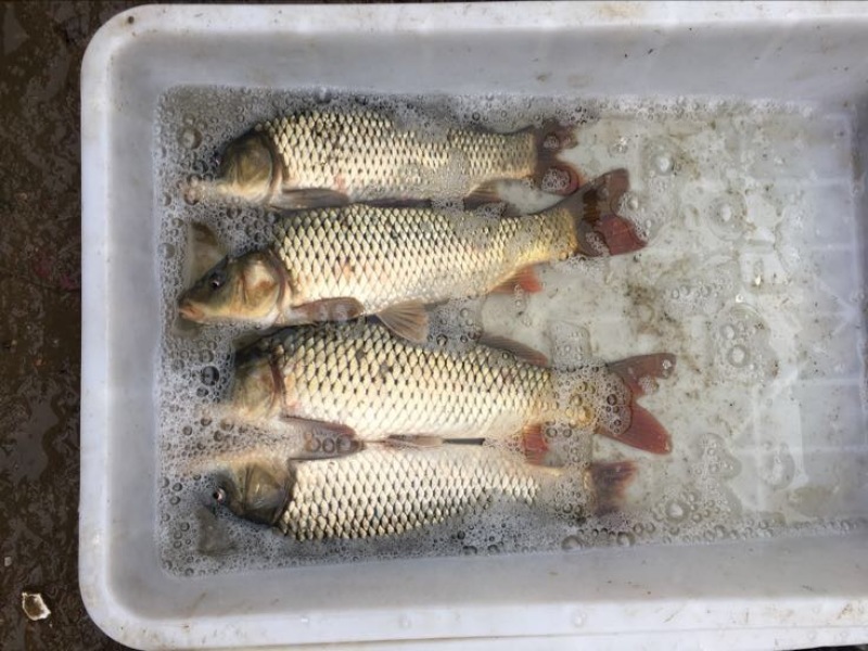 河鲤鱼7两食用