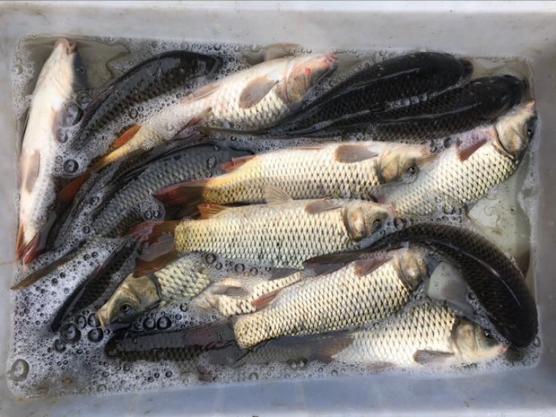 河鲤鱼7两食用
