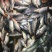 河鲤鱼7两食用
