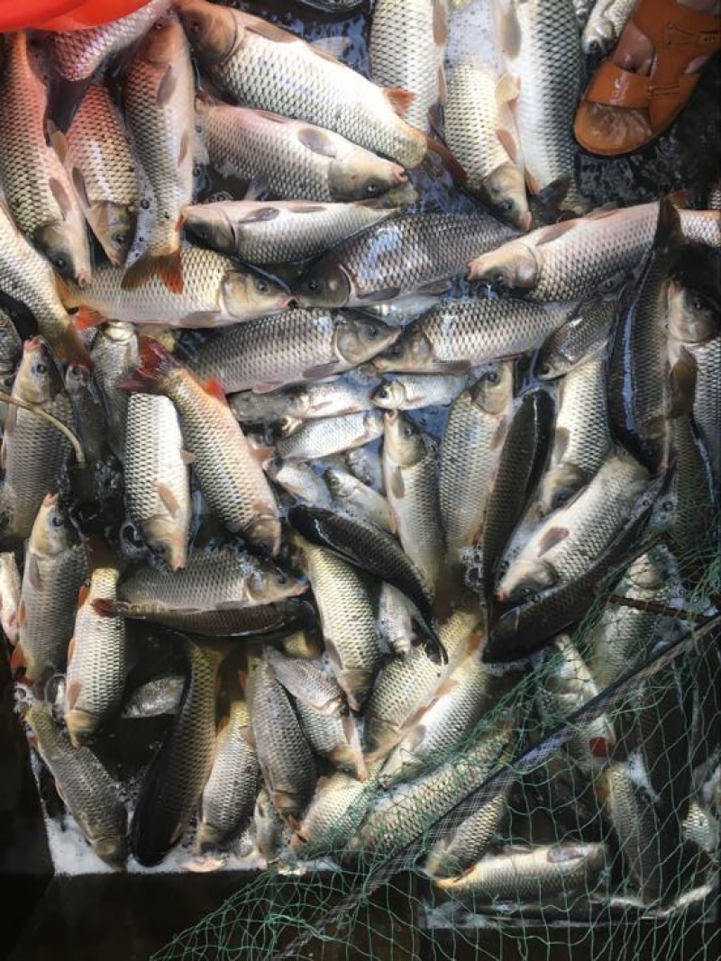 河鲤鱼7两食用