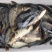 河鲤鱼7两食用