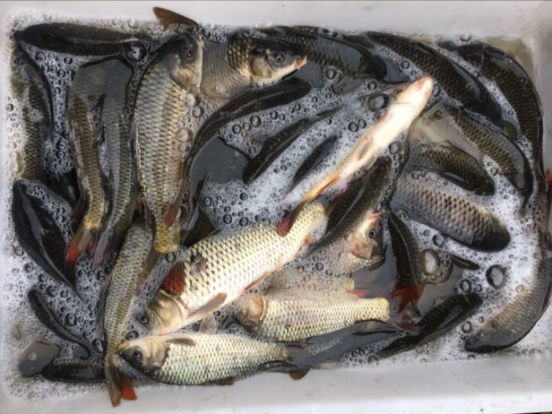 河鲤鱼7两食用