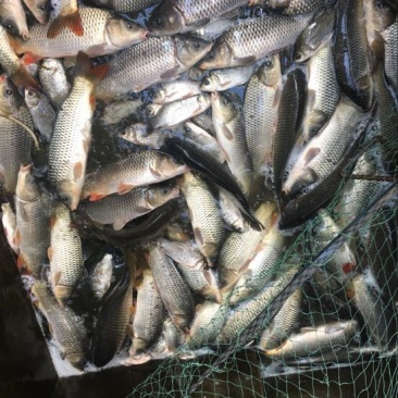 河鲤鱼7两食用