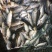 河鲤鱼7两食用