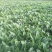 【优质】越冬菠菜25~30厘米基地市场直供货源稳定