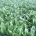 【优质】越冬菠菜25~30厘米基地市场直供货源稳定
