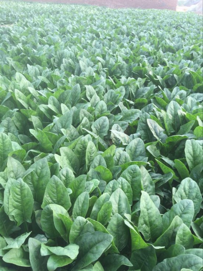 【优质】越冬菠菜25~30厘米基地市场直供货源稳定