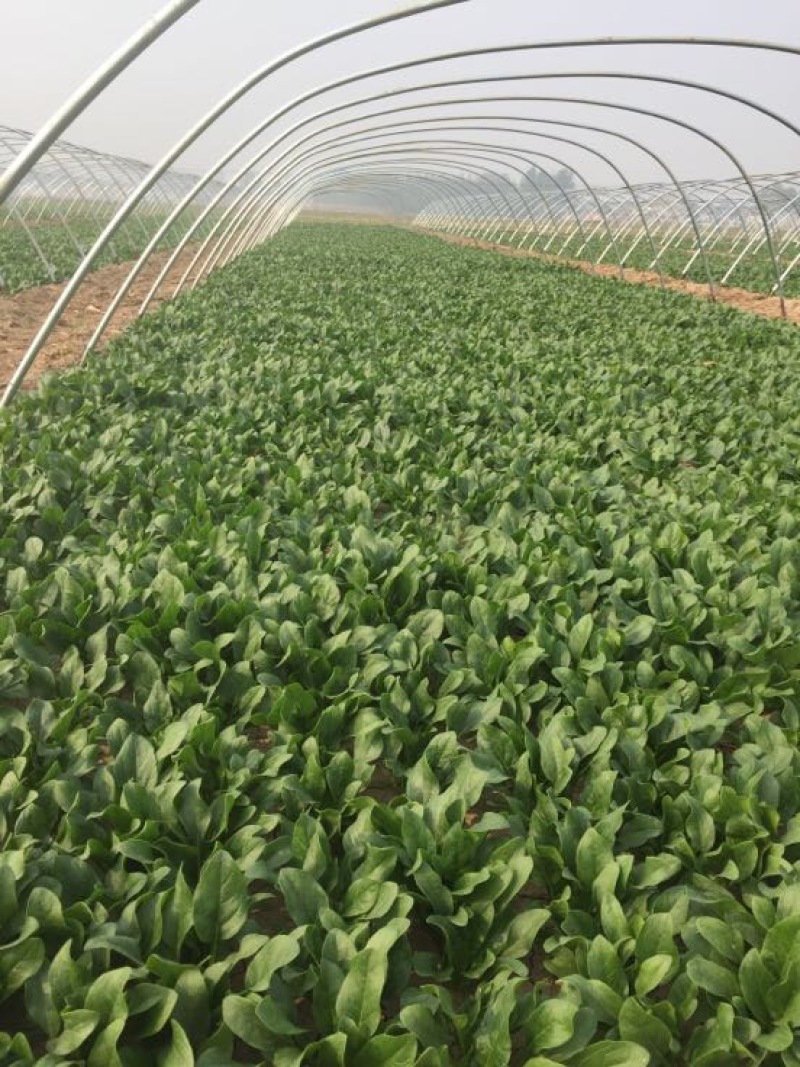 【优质】越冬菠菜25~30厘米基地市场直供货源稳定
