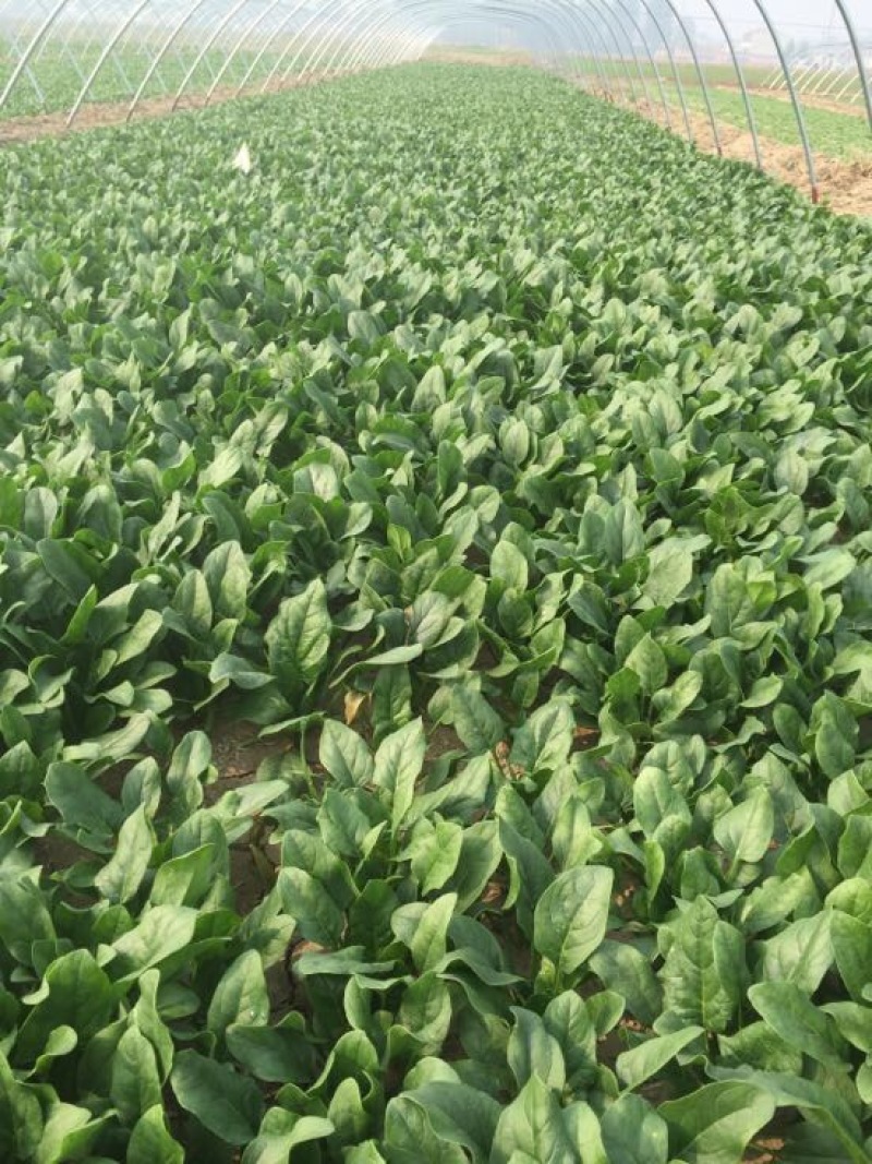 【优质】越冬菠菜25~30厘米基地市场直供货源稳定