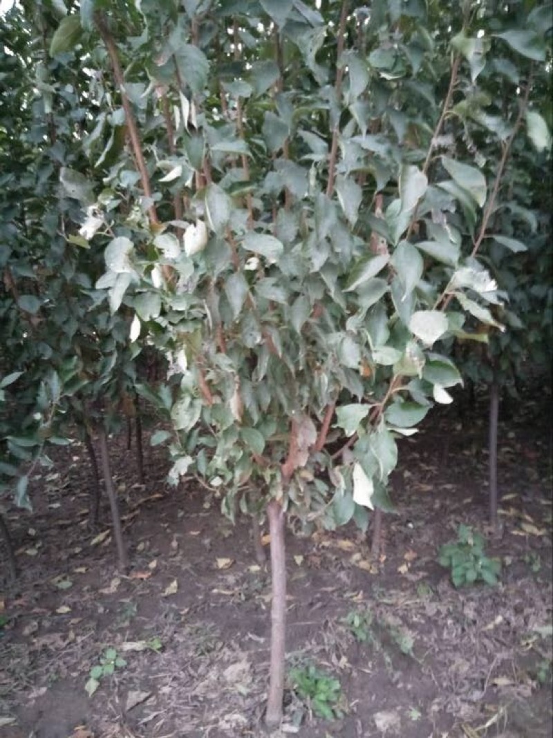 梨树2~4cm2.5~3米