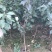 梨树2~4cm2.5~3米