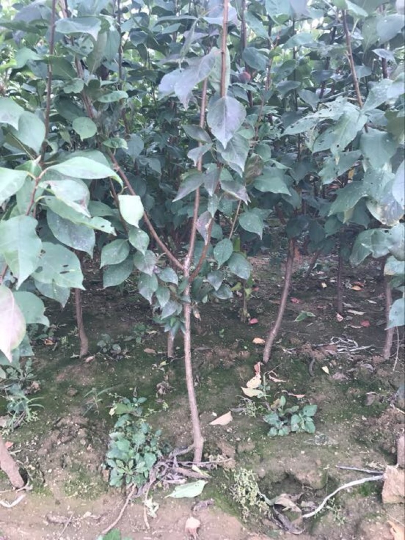 梨树2~4cm2.5~3米