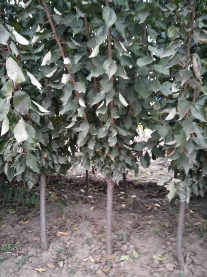 梨树2~4cm2.5~3米