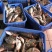 翘嘴鳜1斤到1.5斤规格