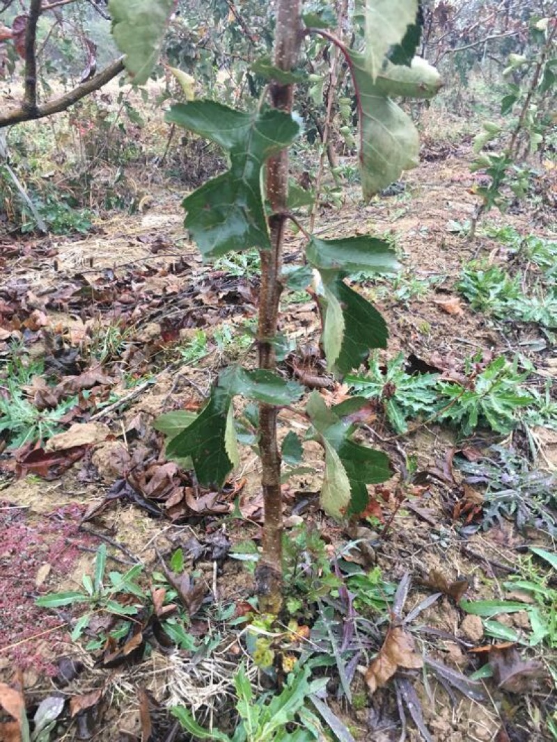 山楂苗80cm-200cm以上