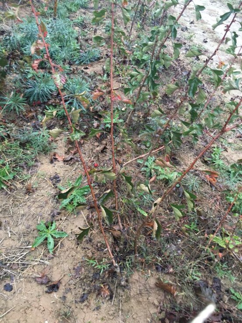 山楂苗80cm-200cm以上
