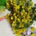 野菊花散装
