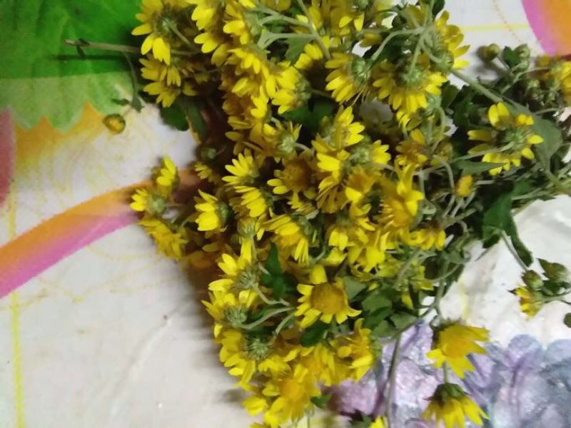 野菊花散装