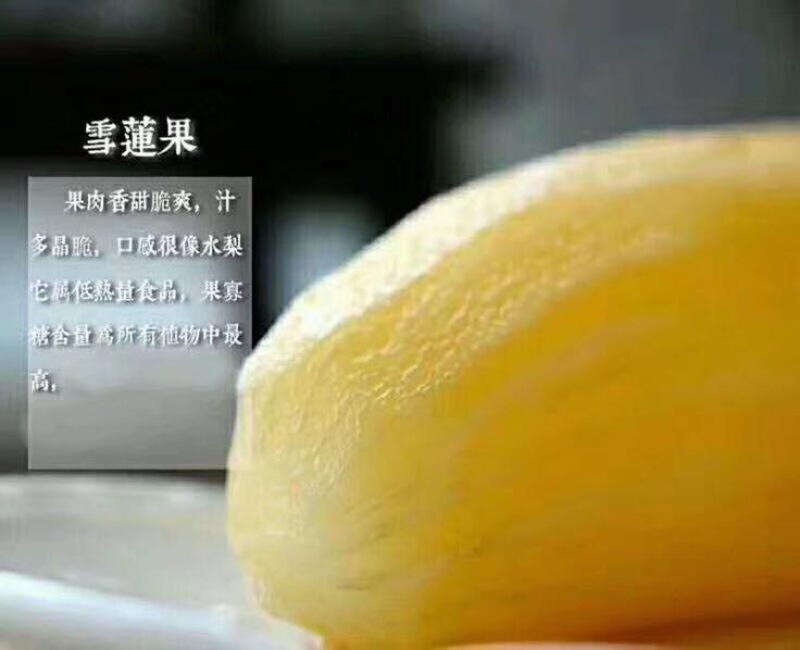 雪莲果3两以上
