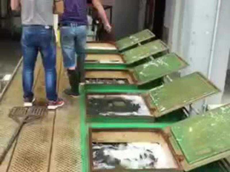 鲫鱼大小鱼苗