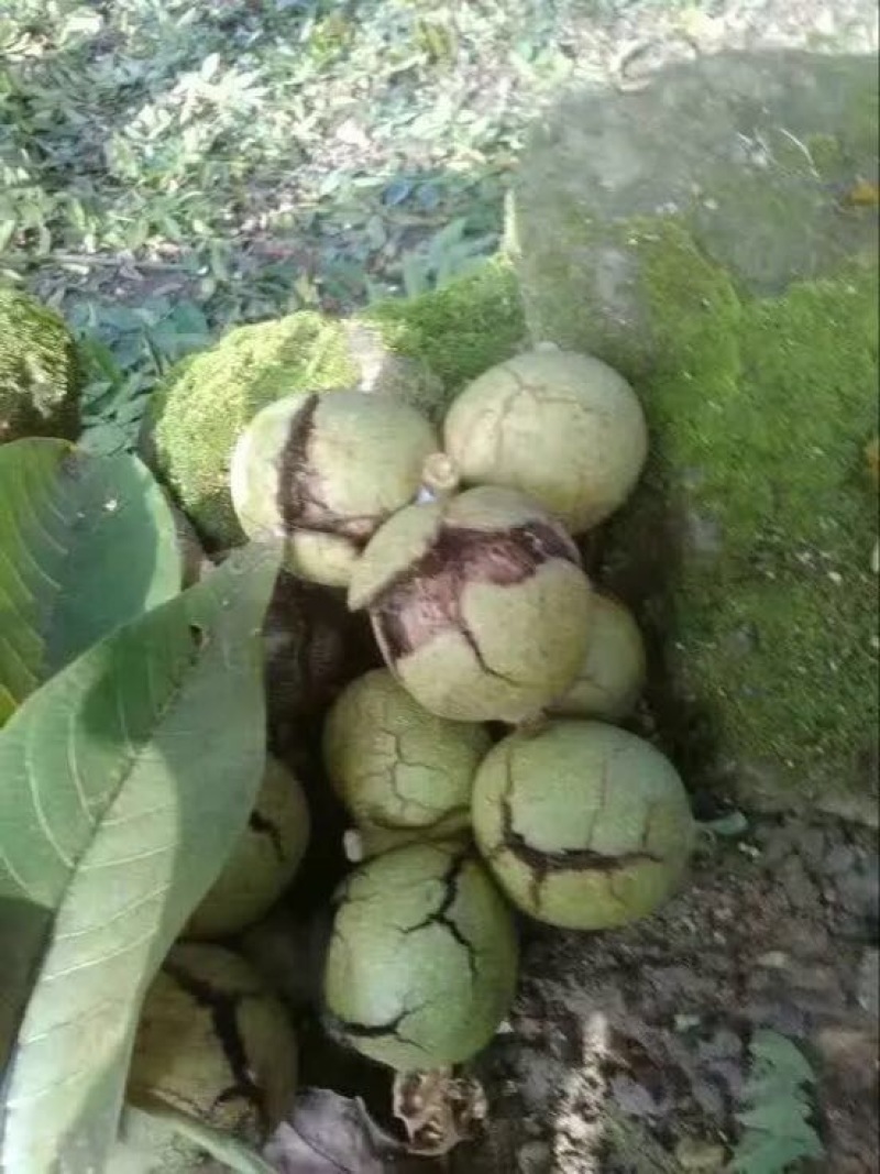 薄皮核桃30mm以上去皮湿
