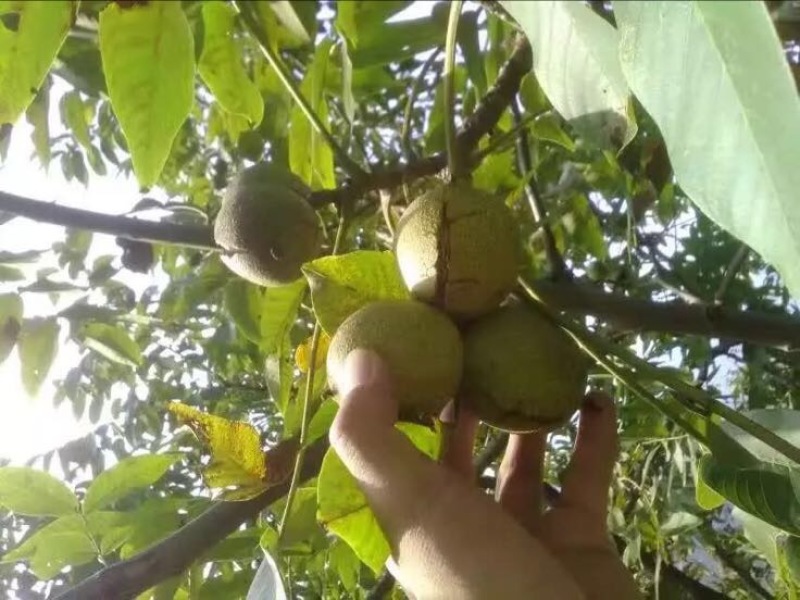 薄皮核桃30mm以上去皮湿