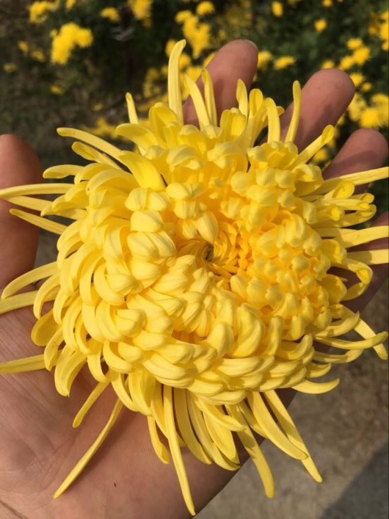 金丝皇菊茶一级