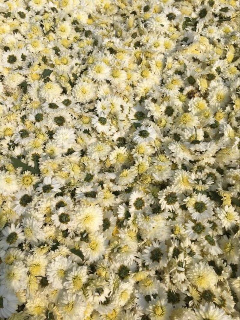 黄山贡菊一级