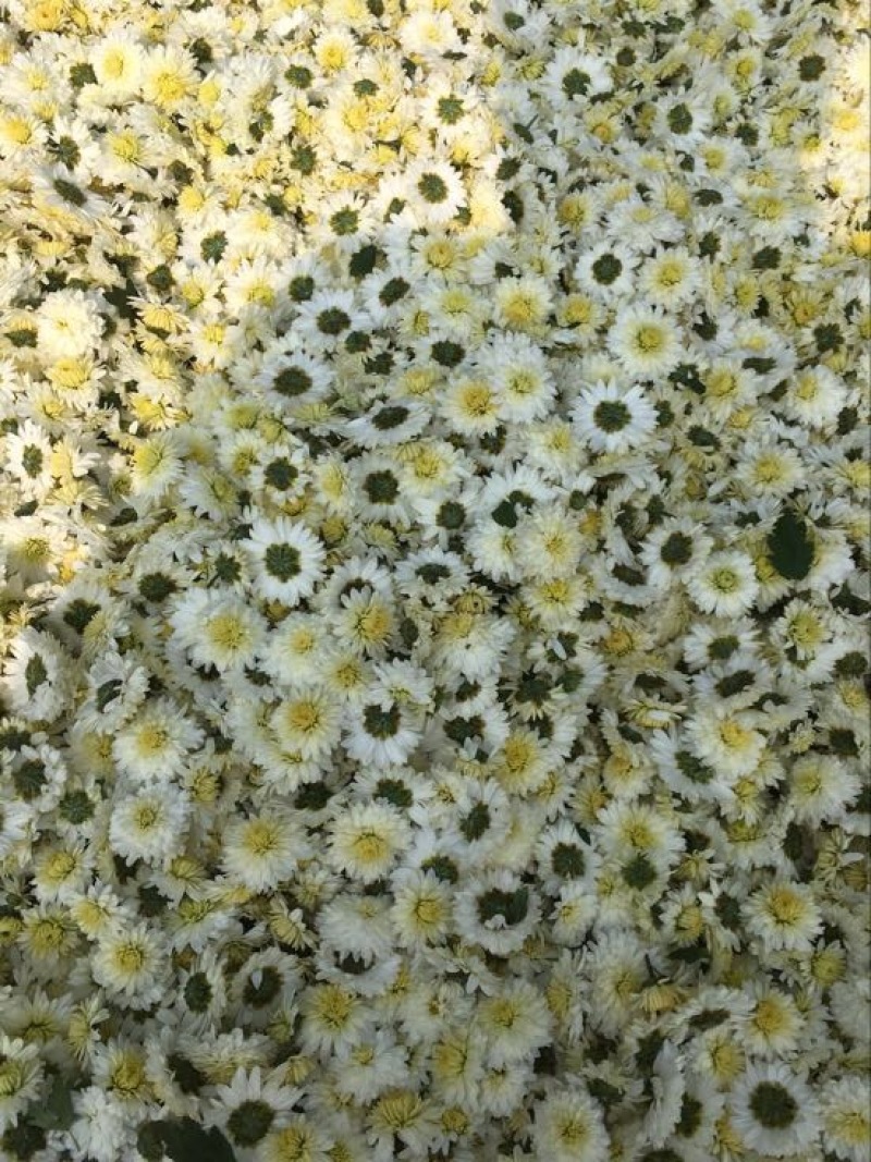 黄山贡菊一级