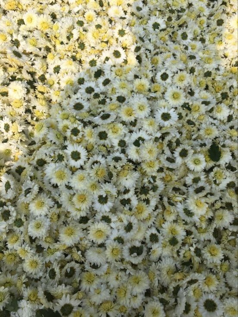 黄山贡菊一级